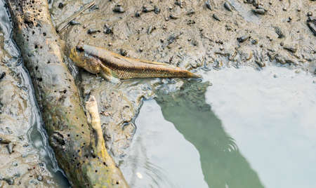 Blue spotted mudskipper (Boleophthalmus boddarti) at mudflats near old dead woodの写真素材