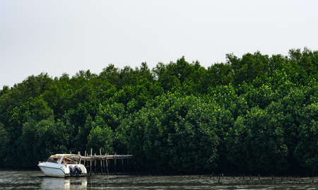 Green mangrove forest and white boat at seashore with clear white sky.の写真素材