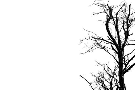 Silhouette dead tree isolated on white background for scary or death with copy space for text. For hopeless, despair and peaceful concept.の写真素材