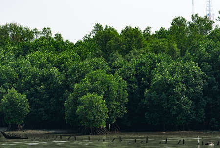 Mangrove tree at mangrove forest with white skyの写真素材