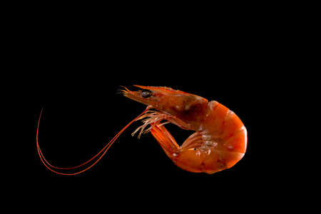 Steamed shrimp isolated on dark background with copy space for text. Seafood buffet in restaurant concept. Use for seafood buffet promotions advertisingの写真素材