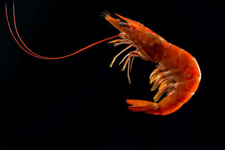 Steamed shrimp isolated on dark background with copy space for text. Seafood buffet in restaurant concept. Use for seafood buffet promotions advertisingの写真素材
