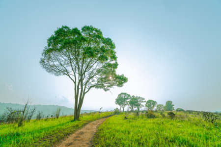 Beautiful rural landscape of green grass field with dusty country road and trees on hill near the mountain and clear blue sky. Nature compositionの写真素材