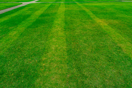 Green grass field with line pattern texture background and walkwayの写真素材
