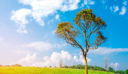 Green tree with beautiful branches pattern on hill and green grass field with white flowers and blue...