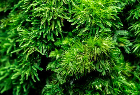 Macro shot detail of mosses cover with dense on dead tree. Green environment, nature, ecology,...