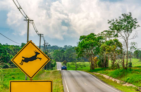Caution ! wildlife crossing sign beside asphalt road near small hill and green grass field. Blue car of the tourist driving with caution during travel in national parkの写真素材