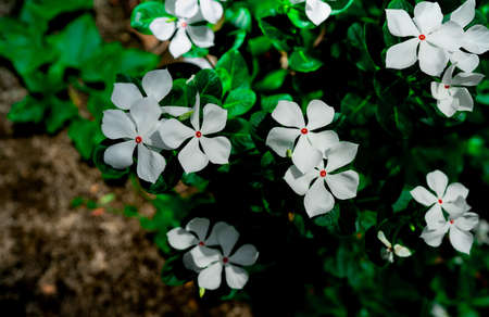 Catharanthus roseus (West Indian periwinkle, Madagascar periwinkle). Beautiful white flower with...