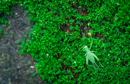 Macro shot detail of small grasshopper on green grass. Insect ecology. Small animal in the world....