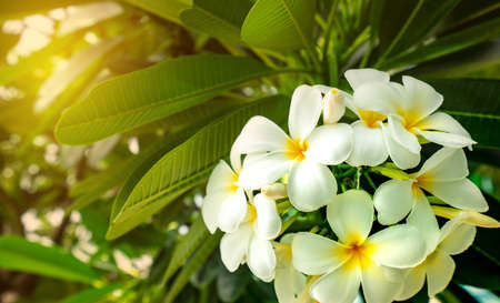 Frangipani flower (Plumeria alba) with green leaves on blurred background. White flowers with yellow at center. Health and spa background. Summer spa concept. Relax emotion.の写真素材