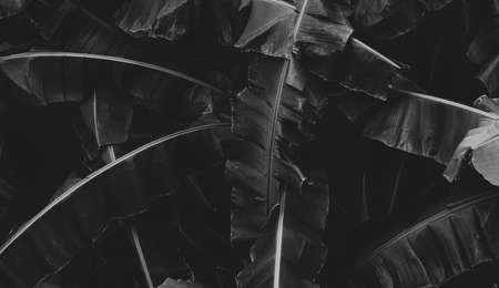 Black and white picture of banana leaves abstract background. Dark tone of leaves in tropical jungle. Foliage nature background.の写真素材
