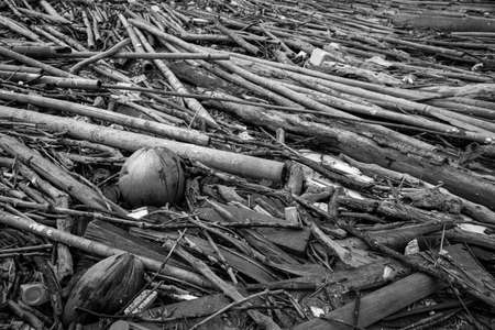 Pile of dried bamboo, coconut, and rope after flood. Grey picture of old wood. decadent wood. worthless and useless concept. Hopeless and despair concept. Time with the change of things.の写真素材