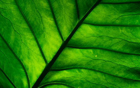 Macro shot detail of green leaf. Natural green leaf texture background. Background for organic...