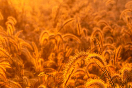 Grass flower in the morning at sunrise with golden sunshine. Flower field in rural. Orange meadow background. Wild meadow grass flowers with morning sunlight. Start new day or new life concept.の写真素材