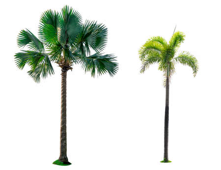 Manila palm, Christmas palm tree (Veitchia merrillii (Becc.) H.E. Moore )  and Fan palm (Corypha umbraculifera) isolated on white background. Summer and beach concept. For architecture decorative.の写真素材