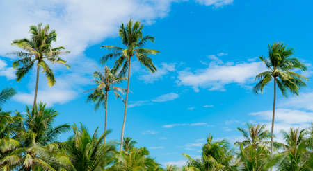 Coconut tree against blue sky and white clouds. Summer and paradise beach concept. Tropical coconut palm tree. Summer vacation on the island. Coconut tree at resort by the tropical sea on sunny day.の写真素材
