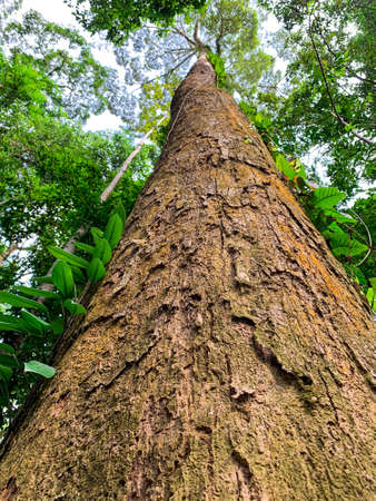 Bottom view of tall tree in tropical forest. Bottom view background of tree with green leaves and...