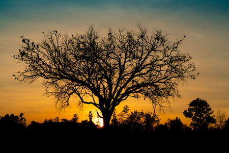 Silhouette dead tree on beautiful sunset or sunrise on golden sky. Background for peaceful and tranquil concept. Light for hope and spiritual. Awakening and inspiration concept. Soul and respect.の写真素材