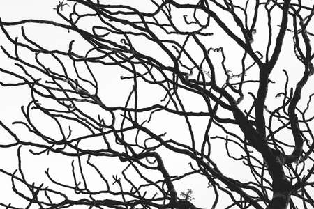 Dead Tree And Branch Isolated On White Background Black Branches
