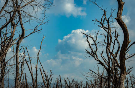 Dead tree forest against blue sky and white clouds. Dry weather. Dryness of life concept. Effect from global warming environmental problem. Dryness earth. Lonely. Death is the truth of life concept.の写真素材