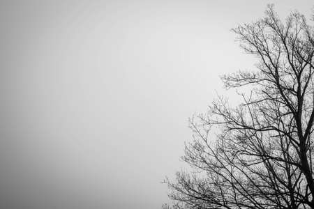 Silhouette dead tree on dark dramatic sky background for scary or death. Halloween night. Hopeless,...