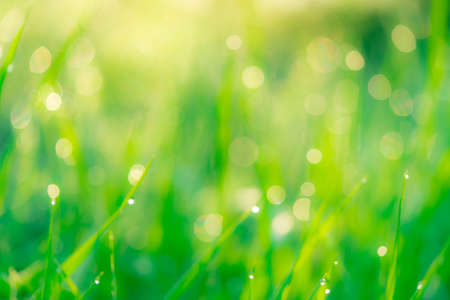 Blurred fresh green grass field in the early morning with morning dew. Water drop on tip of grass...