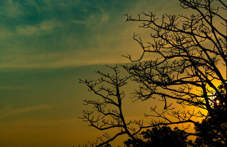 Silhouette dead tree on beautiful sunset or sunrise on golden sky. Background for peaceful and...