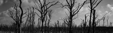 Silhouette dead tree  on dark dramatic sky background for scary or death. Halloween night. Hopeless, despair, and lament concept. Scary forest. Dramatic horror night on Halloween day background.の写真素材