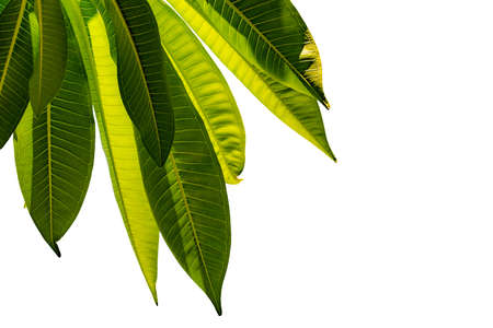 Green leaves isolated on white background for art design and decorative. Nature texture background....