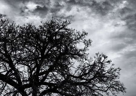 Silhouette dead tree and branch on grey sky background. Black branches of tree. Nature texture...