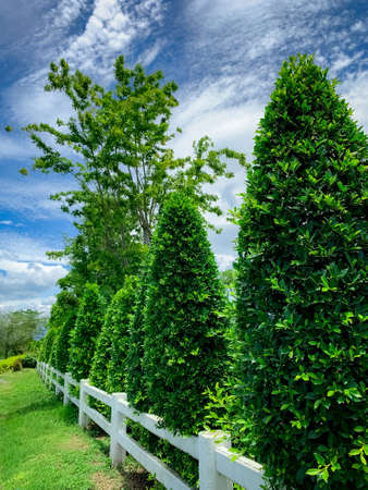 White fence with trimmed tree and blue sky and clouds. Fence of resort. Decorative plant. Beautiful garden fence. Green tree fence of resort. Gardening decoration concept.の写真素材