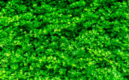 Small green leaves texture background with beautiful pattern. Clean environment. Ornamental plant in...