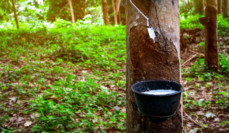 Rubber tree plantation. Rubber tapping in rubber tree garden in Thailand. Natural latex extracted from para rubber plant. Latex collect in plastic cup. Latex raw material. Hevea brasiliensis forest.の写真素材