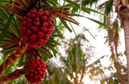 Pandanus tectorius tree with ripe hala fruit on blur background of coconut tree at tropical beach...