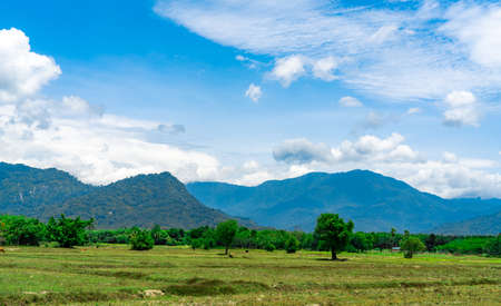 Rice field land in summer. Landscape of green field, mountain with blue sky and white clouds. Nature...