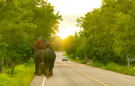 Elephant mahout with two elephants and dog walking on asphalt road at countryside of Thailand. Green tree in the forest beside road. Car driving past curved asphalt road in the morning with sunlight.の写真素材