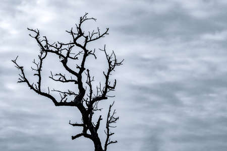 Silhouette dead tree on dark dramatic sky and white clouds background for death and peace. Halloween day background. Despair and hopeless concept. Sad of nature. Death and sad emotion background.の写真素材