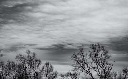 Silhouette dead tree on dark dramatic sky and white clouds background for death and peace. Halloween day background. Despair and hopeless concept. Sad of nature. Death and sad emotion background.の写真素材
