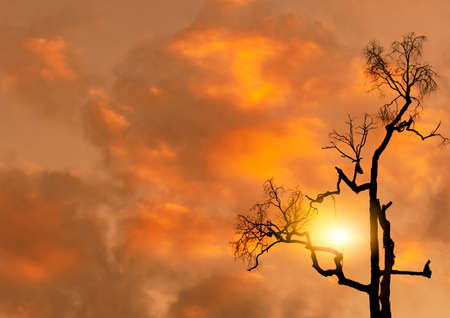 Low angle view silhouette dead tree on orange sunset sky and clouds. Sad, death, and grief...