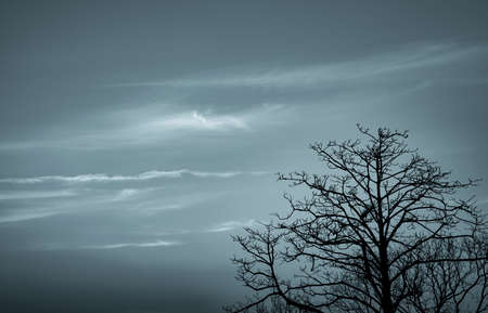Silhouette dead tree on dark dramatic sky and white clouds background for death and peace. Halloween...