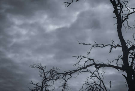 Silhouette dead tree and branch on grey sky background. Black branches of tree. Nature texture background. Art background for sad, dead, lonely, hopeless, and despair. Lonely death background.の写真素材