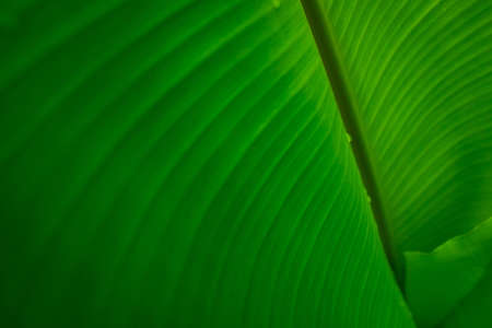 Closeup banana green leaf with raindrop. Water drop on leaf. Banana green leaf texture background. Green leaves in tropical forest. Greenery wallpaper. Botanical garden. Natural line pattern of plant.の写真素材