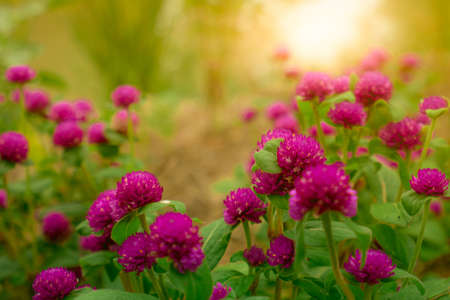 Gomphrena globosa (globe amaranth, bachelor's button, makhmali, vadamalli). Round-shaped purple flower bloom in tropical garden with morning sunlight. Purple flower in summer garden. Beauty in nature.の写真素材