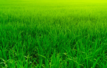 Rice plantation. Green rice paddy field. Organic rice farm in asia. Rice growing agriculture. Green...