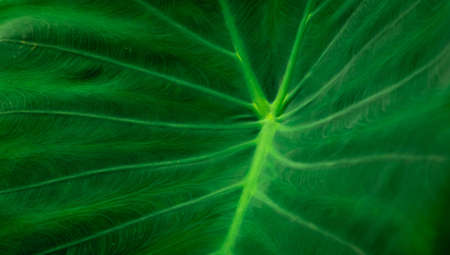 Closeup detail of green leaf texture background. Elephant ear leaf with parallel venation line....