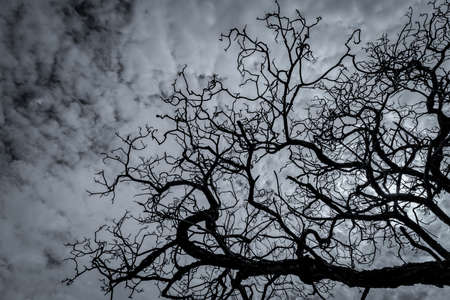 Silhouette dead tree on dark dramatic sky and white clouds background for peaceful death. Despair...