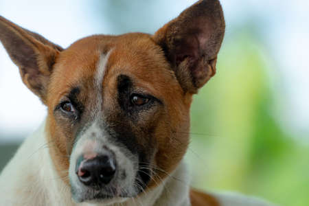 Sad dog looking with guilty feeling.の写真素材