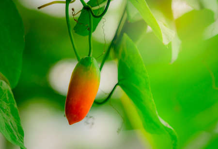 Ripe mature fruit of ivy gourd with green leaves and morning sunlight in garden. Tropical vine....