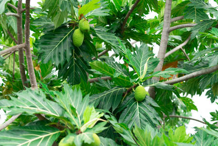 Breadfruit on breadfruit tree with green leaves in the garden. Tropical tree with thick leaves are...