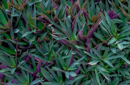 Oyster plant (Tradescantia spathacea). Closeup green and purple leaves of herbal plant in herb garden on sunny day. Ornamental plant in the park. Herb plantation concept. Top view of green leaves.の写真素材